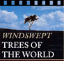 Wind Swept Trees