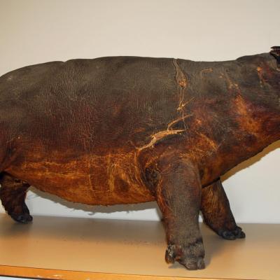 HIPPOPOTAMUS // Erik Åhlander / Ulf Johansson // Erik Åhlander
