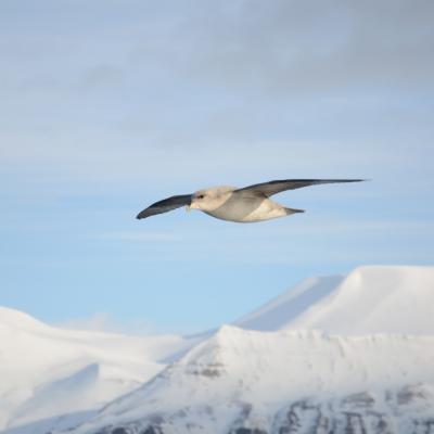 THE NORTHERN FULMAR // Ulf Johansson