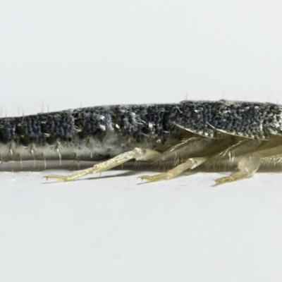 SILVERFISH // Viveka Hansen // Electronic source (Wikimedia Commons)