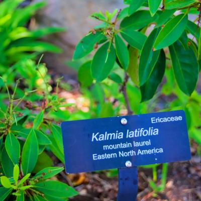 KALMIA LATIFOLIA // Jens Hansen