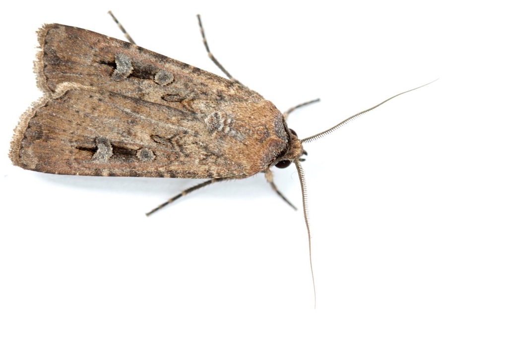 The Bogong moth Agrotis infusa, an iconic Australian long-distance navigator. The male shown here is around 25 mm long. Photo: Ajay Narendra.