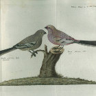 <i>Loxia Sibirica. Pall. Ecemina</i> (now - Uragus sibiricus Pallas) | <i>Loxia Sibirica. Pall. mas.</i> (now - Uragus sibiricus Pallas). Reise�2. B. T. XXVIII.