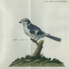 <i>Parus cyaneus. P.</i> (now - Parus cyanus Pallas). Reise�2. B. T. XXXI.