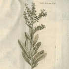 <i>Spiraca lacvigata.L.</i> - Reise�2. B. T. VIII.