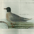 <i>Larus Atricilloides Falckii</i> (now -  Larus minutus Pallas). Reise�2. B. T. XXIV.