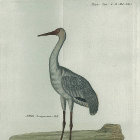 <i>Ardea Leucogeranos. Pall.</i> (now -   Grus leucogeranos Pallas). Reise�2. B. T. XXV.