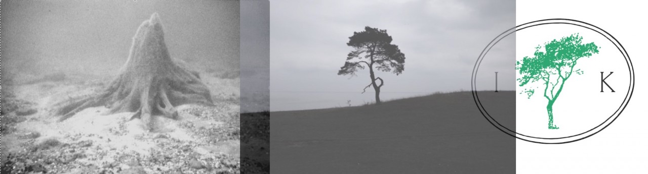 (Left) A rooted pine stump which is still presently submerged at 14 meters below sea level in the Baltic Sea, and remains in the same position where it once grew for more than 10 000 years ago. Photo: J Lemte | The IK Foundation. (Left) A rooted pine stump which is still presently submerged at 14 meters below sea level in the Baltic Sea, and remains in the same position where it once grew for more than 10 000 years ago. Photo: J Lemte | The IK Foundation.