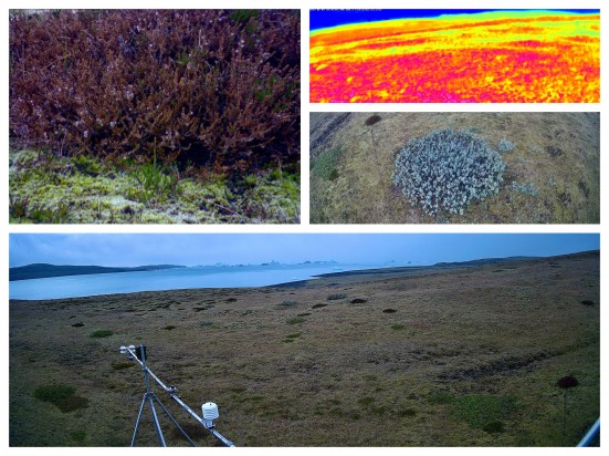 THE FIELD STATION | SOLANDER’S EYE #Solander250 in #vatnajokullnationalpark @uni_iceland 
| The flora “paints” the landscape in new colours, triggered by higher air and soil temp. The young landscape begins to be part of the cycles of nature.