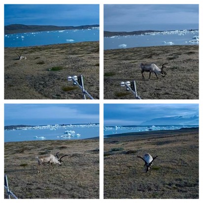 THE FIELD STATION SOLANDER’S EYE | Breiðamerkurjökull | The Glacier Lagoon, Iceland.  |  A lonely reindeer - with mighty horns - rests and grazes in the landscape above the Glacier lagoon.