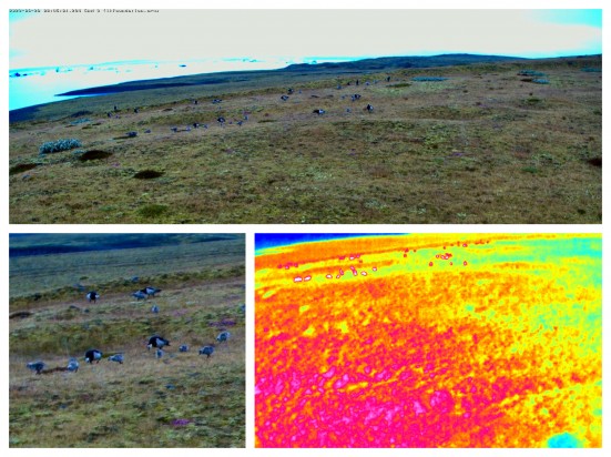 THE FIELD STATION SOLANDER’S EYE | Breiðamerkurjökull | The Glacier Lagoon, Iceland.  |  A flock of Barnacle geese with yearlings graze the short-grown vegetation with their short beaks.