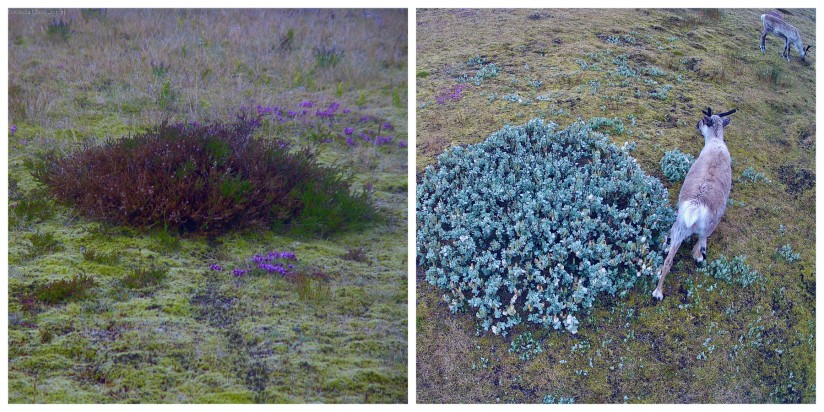 THE FIELD STATION SOLANDER’S EYE | Breiðamerkurjökull | The Glacier Lagoon, Iceland.  |  “Midsummer flowers” in purple colour begin to bloom, and reindeer graze undisturbed – nature has its rhythm!