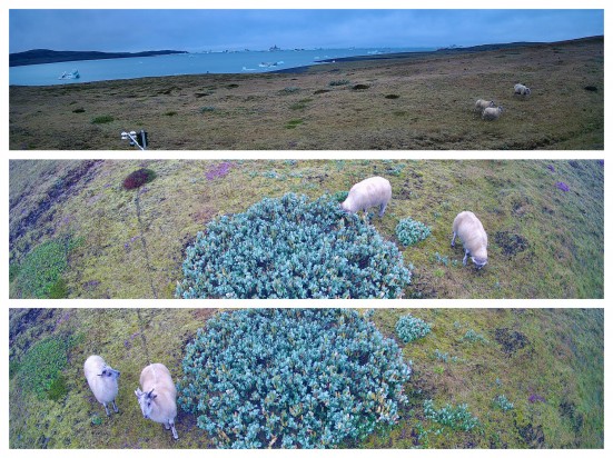 THE FIELD STATION SOLANDER’S EYE | Breiðamerkurjökull | The Glacier Lagoon, Iceland.  |  “The Icelandic” – a new observation in the landscape, the breed of domestic sheep.