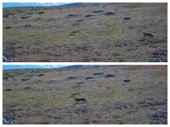 THE FIELD STATION SOLANDER’S EYE | Breiðamerkurjökull | The Glacier Lagoon, Iceland.  |  An ARCTIC FOX, in its summer coat, was observed yesterday. They are Iceland’s only native mammals. The observation of the fast-running animal covers a sequence of only 2 seconds.