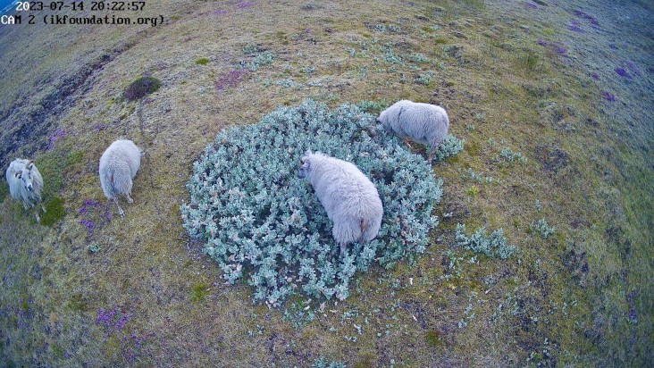 THE FIELD STATION SOLANDER’S EYE | Breiðamerkurjökull | The Glacier Lagoon, Iceland.  |  The sheep graze the vegetation differently than the wild reindeer. What does this mean for establishing the wild flora in the “young” landscape shaping up as the glacier withdraws?