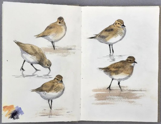 THE FIELD STATION SOLANDER’S EYE | Breiðamerkurjökull | Iceland.  |  Two birds were observed this night. We think it is an adult European golden plover and young Eurasian whimbrel.  Examples from the field artist Måns Bergendal’s sketchbook.