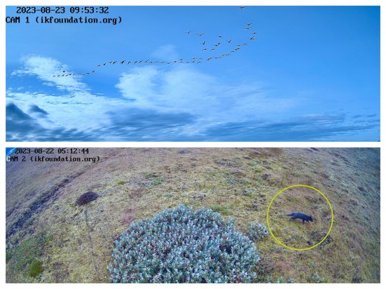 THE FIELD STATION SOLANDER’S EYE | Breiðamerkurjökull | The Glacier Lagoon, Iceland.  |  There are busy days around the Field Station, the latest observations of Arctic foxes and migrating birds, while the vegetation is lush.