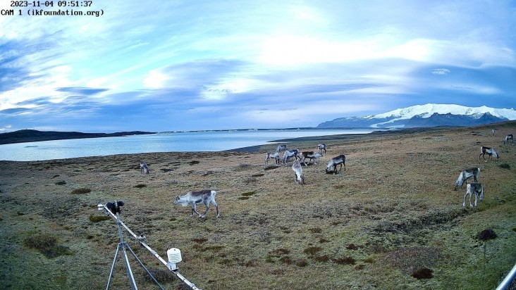 THE FIELD STATION | SOLANDER’S EYE Breiðamerkurjökull, Iceland
A flock of at least 30 wild reindeer grazed around Solander’s Eye this morning – so far the largest flock observed since September 2022.
LIVE > www.ikfoundation.org/fieldstat…