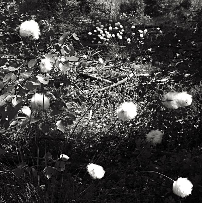 The material used to stuff bolsters and pads to make them soft and warm was a subject to which Carl Linnaeus often returned during his provincial tours in Sweden and in his botanical publications. One of the plants, Common cottongrass (Eriophorum augu­stifolium), was, for instance, recorded in Flora Oeconomica, printed in 1737 (44. Eriophorum); he noted: ‘Ängsull – the Down is used by the poor for stuffing pads and bolsters’. (Cottongrass, September in southern Sweden). Photo: The IK Foundation.
