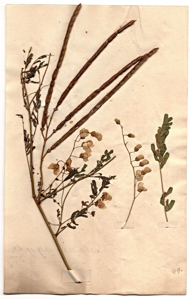 Numerous herbarium sheets, including botanical specimens evidently collected by individuals in the Linnaean network, have been preserved to the present day, but this particular sheet, with linked sources, reveals more original documentation than usual. (Courtesy: The Bergius Herbarium, Stockholm, Sweden (electronic source) no. 2.4.1.99).