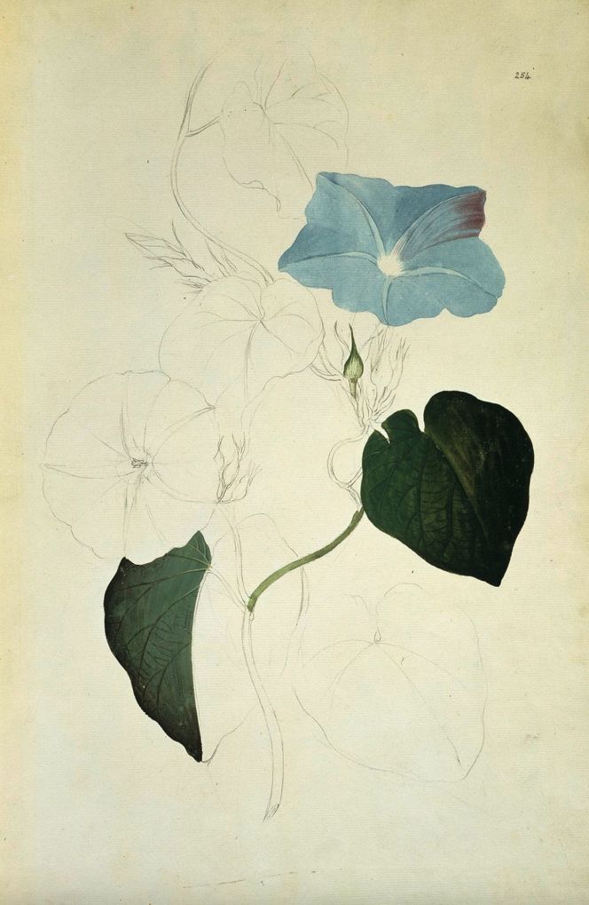 Sydney Parkinson (1745-1771) may have aimed to save paint by colouring only part of a sketch, as in this Ipomoea indica found along the Endeavour River in Australia, 1770, and planned to be finished at home. Still, due to his untimely death on board, this had to be finalised by other artists, but it never happened. (Courtesy: Natural History Museum, London…; ’The Endeavour botanical illustrations’ no. 254).