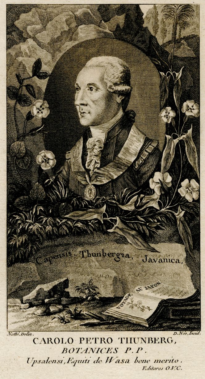 In this print, Carl Peter Thunberg wore a braided frock coat in the style of the national costume and the Royal Order of the Wasa after the nine-year-long voyage ending in 1779. Interestingly, Gustaf III introduced the national costume the year before, so it is likely that this portrait originated from around 1780, even if the print itself was included in the French edition of Thunberg’s journal, published in 1796. Notable is that several similar portraits of Thunberg, with various frames, were included in several editions of his publications in the late 18th century. (Courtesy: Uppsala University Library, Sweden. Alvin. record. 97273. Public Domain).