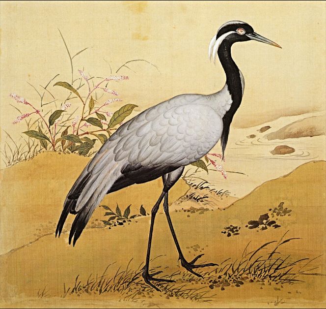 This silk painting from a Chinese Album of Birds (1761) by Yu Sheng and Zhang Weibang, depicting a common crane, offers an interesting comparison with Pehr Osbeck’s observations of birds shortly after arriving in the Canton area. (Courtesy: Album of Birds vol. 1, leaf 7. 1761. National Palace Museum, Taipei, Public Domain).