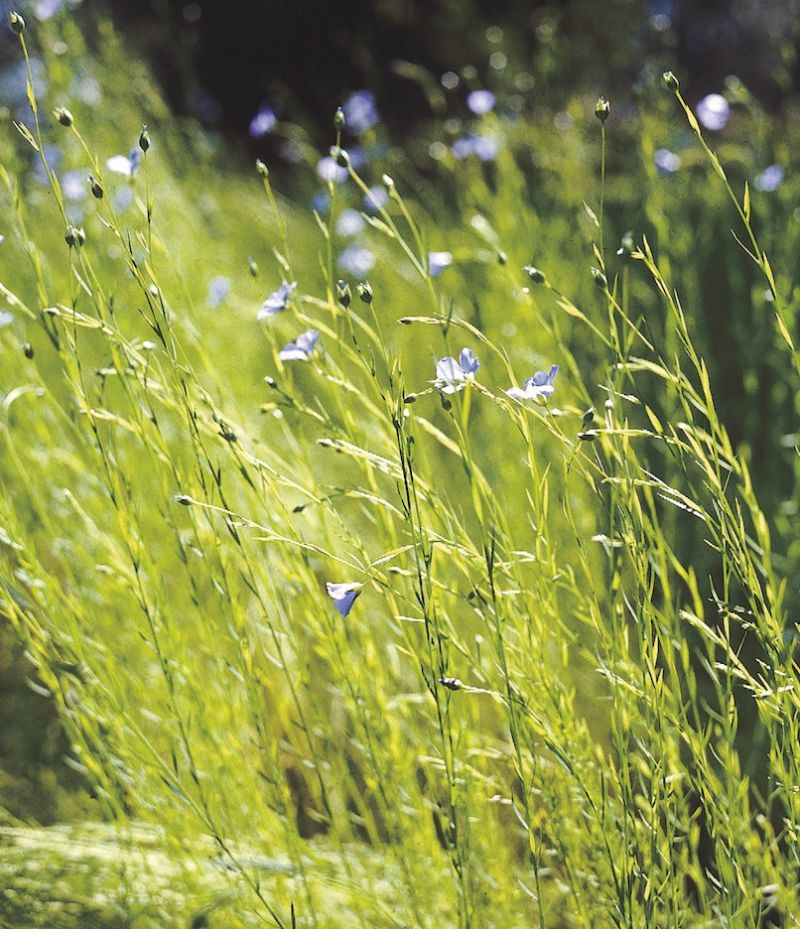 Due to the needs of linen yarn for the professional local linen weavers, it is most probable that flax was grown in substantial quantities outside the embankments of Malmö. The further preparations with retting, breaking, swingling and heckling – before the fibre could be spun to thread and twisted to suitable qualities – may have been done both outside and within the town. (Flowering flax field in Skåne, Sweden). Photo: The IK Foundation, London.