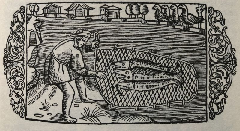 Fishing with a coarse net – made of various plant fibres – was already in use during the Bronze Age, maybe even earlier. A primitive technique which makes it possible to surround and catch the fish for one or several persons working together, depending on the size of the net. Illustrated here from: ’Historia om de Nordiska folken’ [The history of the Nordic people] by Olaus Magnus (1490-1557) printed in 1555. (From: Magnus, Olaus… [1555] 1982. p. 947).