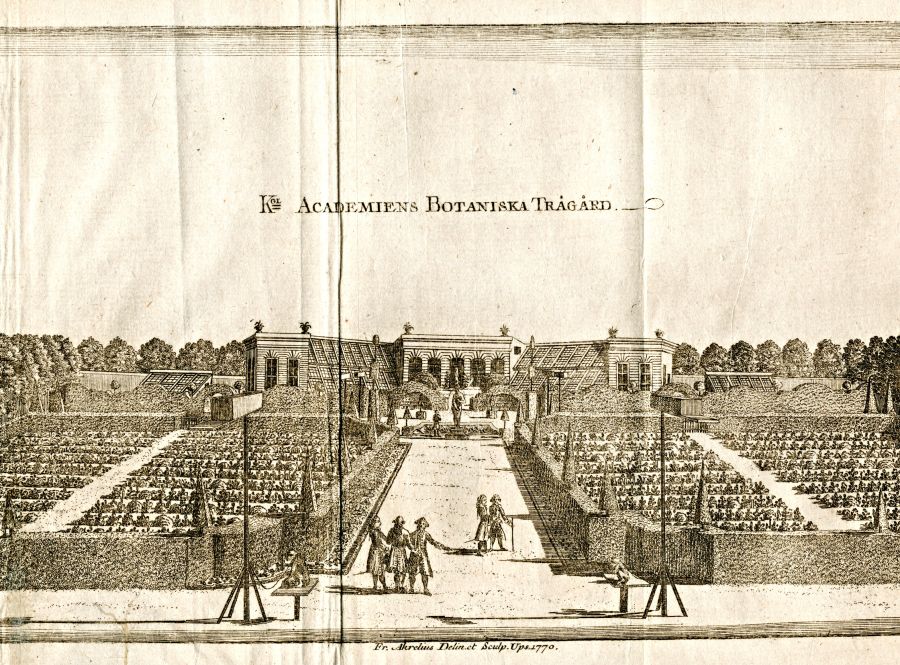 The Royal Academy Botanical Garden (also called Linnaeus’ Garden) in Uppsala, here depicted in 1770. This garden must frequently have been visited by all of Carl Linnaeus’ disciples during their student years. At this time, he had been the director for almost 30 years and arranged it in a particular order according to his Sexual System of plants. Pleasant or unpleasant smell were doubtless one of the sensory experiences in this well-kept botanical garden. To notice everything from fragrances to stench became a mode of observation in writings, which the seventeen long-distance travelling apostles continued to reflect on when describing plant specimens in their journals. (Courtesy: Uppsala University Library: alvin-record:97288, part of image. After an engraving from 1769. Public Domain). 