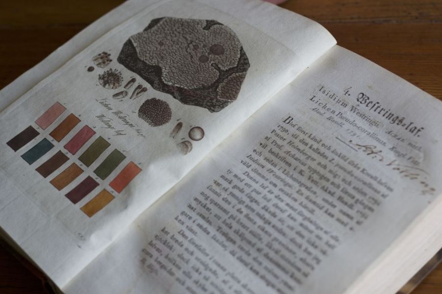 An interest in the potential of lichens for generating colour was noticed by Carl Linnaeus (1707-1778) on several occasions. The usefulness of lichens for plant dyeing was given an upswing in the latter half of the 18th century through books on the subject. The literature was then becoming more specialised and in France for example, was published in 1787 ‘Mémoires sur l’útilité des Lichens, dans la médecine et dans les arts’. This French book makes frequent references to Linnaeus and to his knowledge on the subject of dyeing. The publication ends with beautifully coloured plates of the result of dyeing with lichens; browns, greys, yellows and russets predominating. Equivalent in aims to Johan Peter Westring’s (1753-1833) ‘Svenska lafvarnas Färghistoria…’ (The Dye History of the Swedish Lichens…) in 1805, which is the focus of the essay. The book particularly stands out due to its beautiful and accurate plates after an original by the botanist and physician Erik Acharius (1757-1819) and the draftsman and engraver Johan Wilhelm Palmstruch (1770-1811). It is worth noting that the two men mentioned first, Westring and Acharius, were students of Linnaeus in his later years. | Illustrated here is ‘4. Westrings­-laf’ (Westring’s lichen) named after himself. (From: Westring, Joh. P…1805). Private Collection. Photo: The IK Foundation.