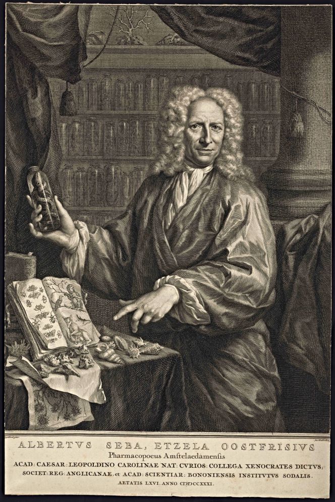 The zoologist, pharmacist, and collector Albertus Seba (1665–1736) is depicted here in 1731 demonstrating some of the zoological rarities in his cabinet of curiosities in Amsterdam, one of the largest such collections in Holland at this time (Courtesy: Uppsala University Library, No: 95729/Alvin online source).