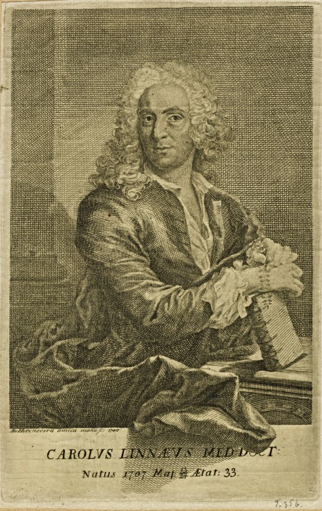 Carl Linnaeus in 1740, at the age of 33, with his hands resting on Systema Naturae and the Linnea flower on display. Despite his elegant appearance, many of his household observations in floras and travel journals considered needs for the society as a whole – from wadding material in the poor people’s bedding to how luxury consumption could be produced domestically in Sweden. (Courtesy: Uppsala University Library, Alvin-record:85215. Engraving by Augustin Ehrensvärd, 1710-1772).