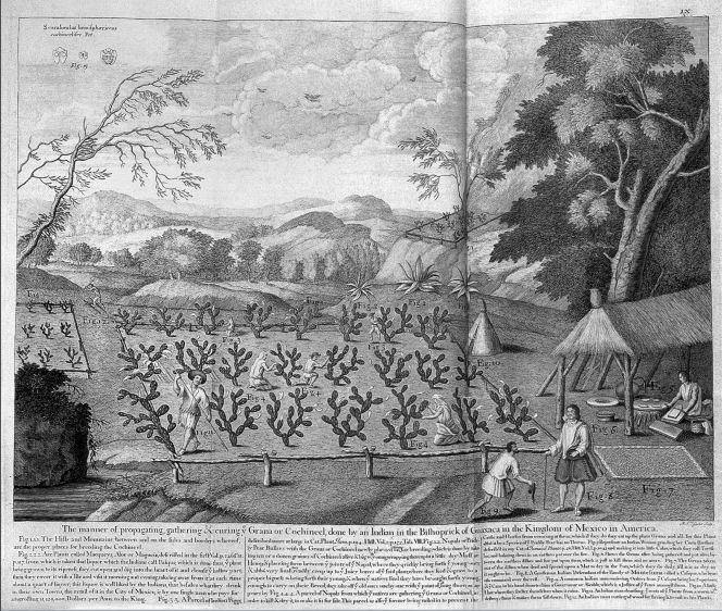 In Kalm’s observations of the collection in Chelsea – cochineal was not listed. However, this very informative and detailed image from Sloane’s publication – ‘A voyage to the islands, Madeira, Barbados, Nieves, St. Christophers and Jamaica with the natural history of the herbs and trees…’ (1707, 1725) – demonstrates Sloane’s interest in the desirable red dyestuff in a plantation in Mexico. Additionally, Kalm made notations on cochineal in other contexts, during his stay in the North American colonies from 1748 to 1751 (Courtesy of: Wellcome Images, No: EPB 48545/D VOL. 2).