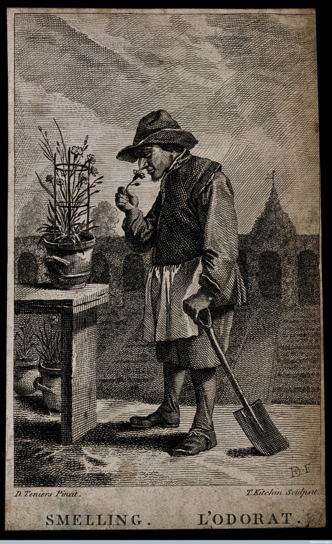Etching of unknown date by Thomas Kitchin (1718-1784) after David Teniers the Younger (1610-1690) showing ‘A gardener smelling a flower’. The image gives a clear picture of his working dress, including a practical linen smock, but also that he worked for a wealthy household due to the desirable carnations in several garden pots etc. (Courtesy of: Wellcome Library, London, no. V0007698).