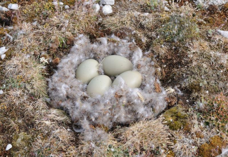 During the few hours on land Rolandsson Martin primarily paid interest to eiderdown, botanical matters and rock samples. Because of being so light and soft eiderdown is regarded as particularly valuable, while at the same time providing greater feelings of warmth and comfort as filling material in clothing, bed cushions etc. In his diary from 1758 Rolandsson Martin described his own experience of eiderdown from Spitsbergen, as follows in the foreword: ‘On the small green islets, the eider birds (Anas mollissima) laid their eggs by the thousand in nests on the softest down that the female plucks from her underbelly and from which the most expensive eiderdowns are made’. (Eiderdown and eggs. Courtesy of: Queen’s University, Kingston, Canada, electronic source).