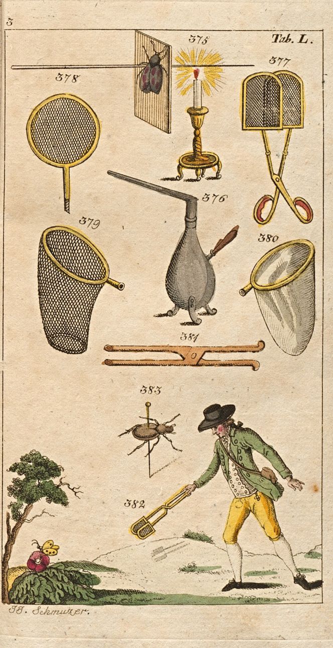 This somewhat later illustration (circa the 1790s) by the natural history writer and pastor Gottlieb Tobias Wilhelm (1758-1811) of Augsburg offers fascinating insights into insect collecting in the 18th century. It includes the method of arranging insects on pins, various designs of functional landing and butterfly nets, the importance of candlelight when preparing insects on dark evenings, and, especially, the naturalist in fieldwork dress using a forceps net (a tool that was probably invented in the 1750s) to catch a butterfly. (From: Wilhelm…1810-11. Vol. Three, Pl. L). 