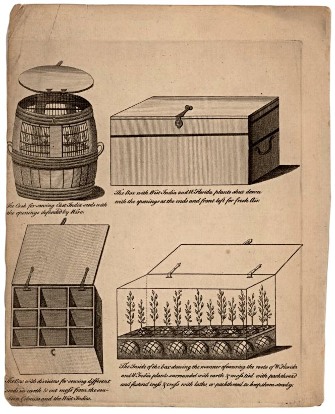 Other textile aspects are revealed in the naturalist John Ellis’ (c.1710-1776) book ‘Directions for Bringing over Seeds and Plants, from the East Indies and Other Distant Countries…’, printed in 1770, which includes a detailed depiction of transporting seeds in boxes over land and sea. The book, among many references, mentions his correspondence with Carl Linnaeus (1707-1778) ‘some years ago’ and the Swedish botanist’s advice on how to keep seed moisture at the best possible level. As Ellis was a naturalist – a member of the Royal Societies in London and Uppsala – as well as a linen merchant, one might assume linen would be mentioned in the book, but it is not. Paper, fine sand, salt, wet moss and beeswax were primarily recommended for the preservation of seeds. He also mentioned: ‘Dip some square pieces of cotton cloth in melted wax…’ as an assisting material. (From: John Ellis’ book, 1770).