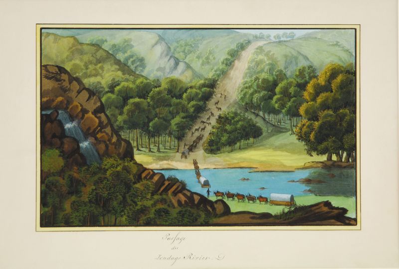 18th-century travel with oxen and a carriage in Africa, as illustrated in the travel journal of François Le Vaillant (1753-1824) in the 1780s. A French naturalist and zoological collector, Le Vaillant travelled with similar aims in southernmost Africa just a decade after two of the Linnaeus Apostles, Anders Sparrman (1748-1820) and Carl Peter Thunberg (1743-1828). This illustration offers an interesting perspective on one of the many challenges posed by steep hills for land transport, before any specimens or other collections reached a harbour town to be loaded onto a ship bound for Europe. (Collection: The Library of Parliament, Cape Town, South Africa).