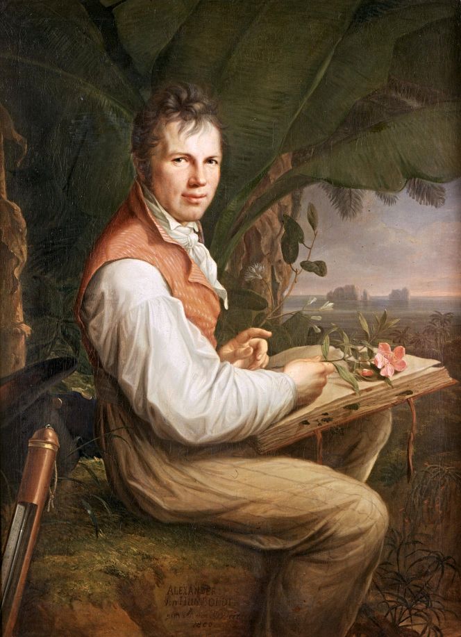 Another connection to Joseph Banks was the naturalist and polymath Alexander von Humboldt (1769-1859). In his younger years in 1790, he visited Banks, among others, during his stay in London. Whilst this portrait is an artist's impression of Humboldt during his naturalist studies in South America in the year 1800, examining and making notes of botanical specimens to be pressed in his herbarium book. His field dress consisted of comfortable, loose-fitting striped trousers, a linen shirt, a linen or cotton neckerchief, and a silk waistcoat, in the hot, humid climate. (Courtesy. Alte Nationalgalerie, A II 828. Oil on canvas 1806, by Friedrich Georg Witsch (1758-1828).