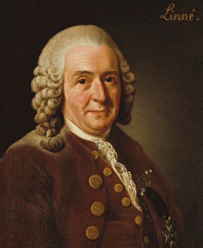 In this oil on canvas by Alexander Roslin (1775), Carl Linnaeus is portrayed relatively late in his life, 26 years after his final provincial tour in Sweden. (Courtesy: Nationalmuseum, Stockholm, Sweden (The National Portrait Collection).