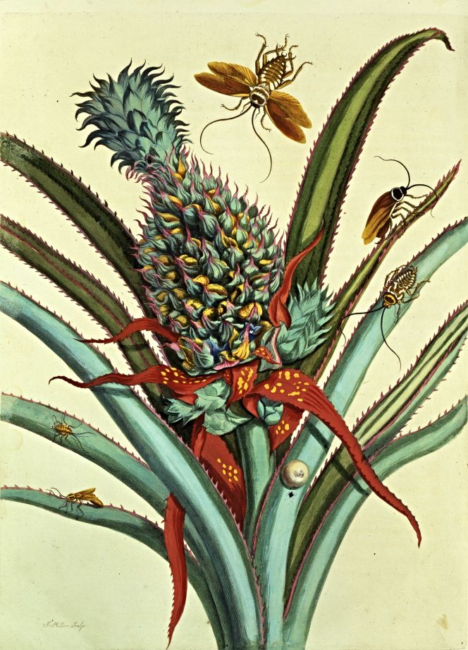 Maria Sibylla Merian’s hand-coloured engraving of a pineapple and cockroaches, for Plate 1 in her publication Dissertation in Insect Generations and Metamorphosis in Surinam (1719) – where she also noted that this insect ‘spoiled their [the inhabitants] wool, linen, food and drinks.’ (Courtesy: Gift of Wallace and Wilhelmina Holladay, National Museum of Women in the Arts, Washington, US).