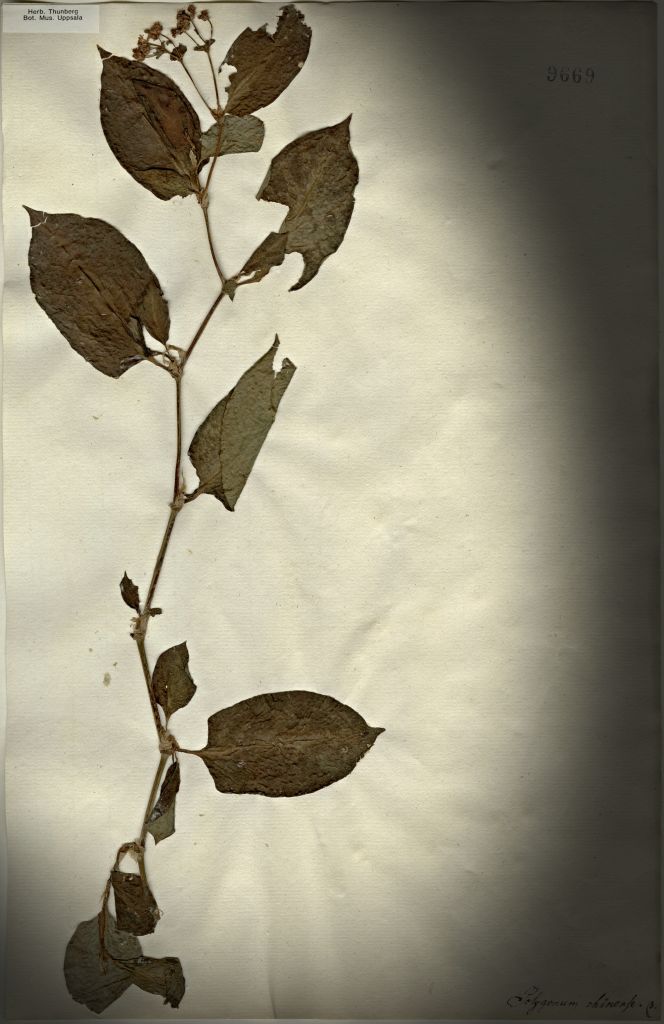 Several different species were mentioned as being cultivated for the purpose of dyeing blue. The colours of ‘Polygonum chinense, barbatum and aviculare’ were similar to indigo. | Herbarium sheet with Polygonum chinense – current name Persicaria chinensis (L.), collected by Thunberg in Japan in the 1770s. (Courtesy: Museum of Evolution, Uppsala, Sweden. No. 9669. Thunberg Herbarium).