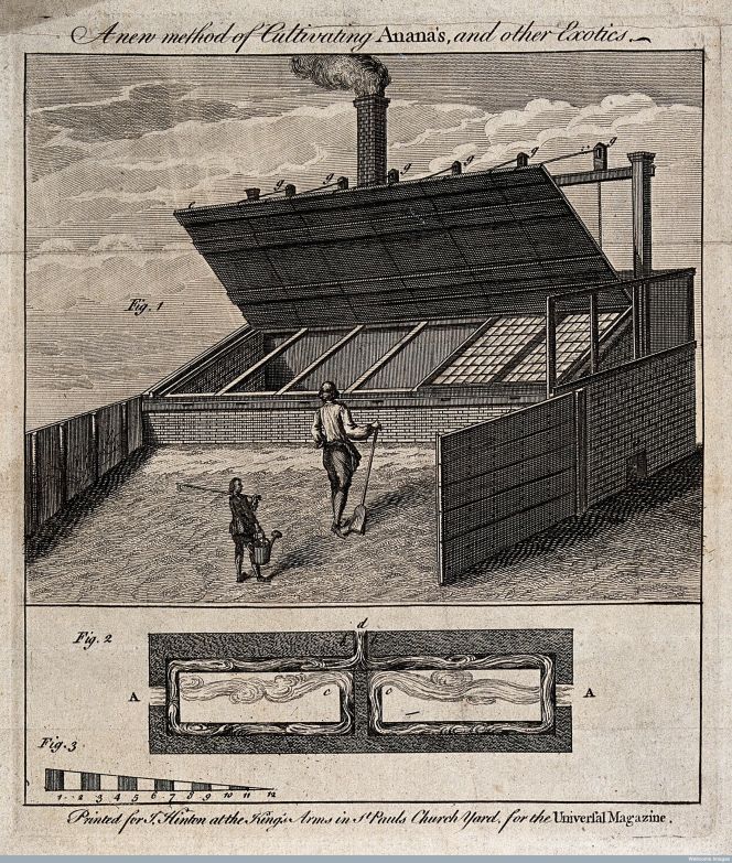 The main objective for this engraving dating ca 1750 is the large ‘Type of greenhouse’ for ‘Ananas, and other Exotics’ in England, but it is also possible to study some details of the gardener’s and his young assistant’s clothing. Their dress is more difficult to identify in exactness compared to the gardener’s on the previous image, but maybe a linen smock (or everyday shirt/jacket for upper garments) and breeches were used. (Courtesy of: Wellcome Library, London, no. V0025736).