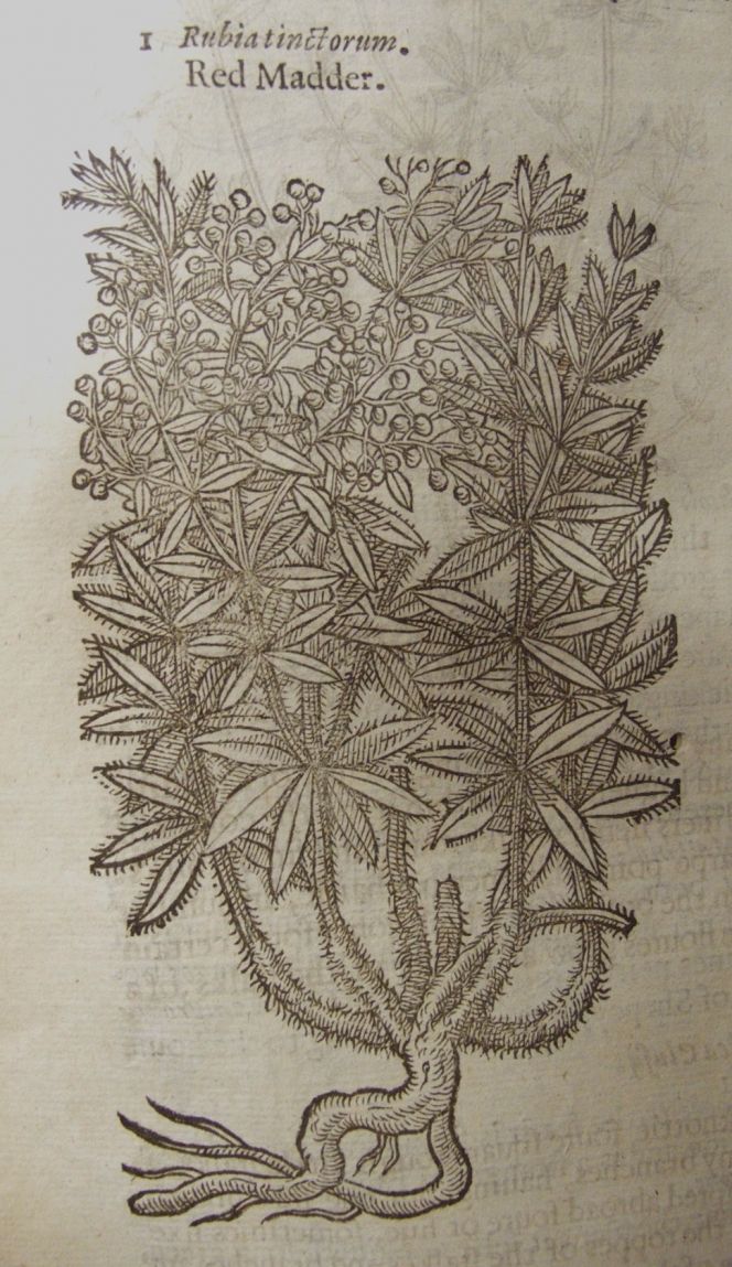 In this somewhat later Herbal by John Gerard, Red madder or Rubia tinctorum  [tinctoria] is primarily described from a medicinal point of view. But the skilfully  drawn plant gives a good impression of the fleshy root, used for its unsurpassable  qualities for dyeing red shades on yarn and cloth (Gerard, 1633/1597, pp. 1118-21).