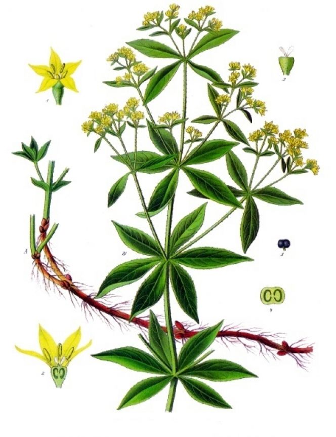 Dyer’s weed (Reseda Luteola). One of the best and hardiest plants which were used in the dyeing of yellow shades. (Lindman, C.A.M., Nordens Flora, 1917-1926).