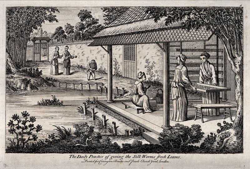 It is unknown if the Chinese drawings mentioned by Franklin (in the letter on 6th February in 1772) are still preserved, but nine engravings of silk manufacturing in China – originally presented by the publisher Carington Bowles (1724-1793) may be of similar appearance – dating from the 2nd half of the 18th century. Here exemplified with two images from the collection. ‘The Daily Practice of giving the Silk Worms fresh Leaves’ as the third stage of nine. (Courtesy of: Wellcome Library, London, UK. No: 44098i).