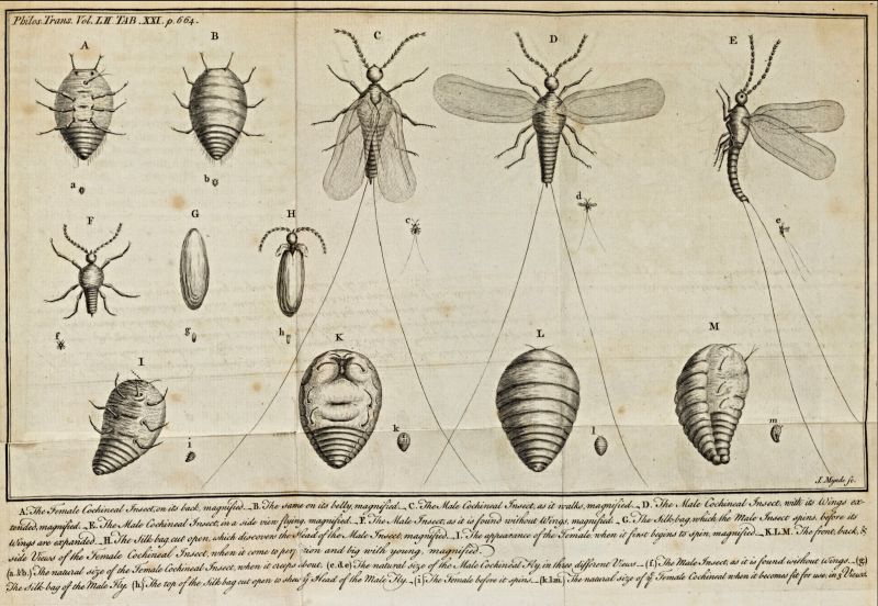 The British naturalist and linen merchant John Ellis (c.1710-1776), born three years after Linnaeus and died two years before him, was one of the naturalists who kept in contact over decades with Linnaeus. At least 42 letters have survived from Ellis to Linnaeus, dating from 1756 to 1771, including in-depth information about sending plants, preparations, discussions about books, translations, etc. and how Daniel Solander (1733-1782), during several years in the 1760s, assisted Ellis in botanical matters. Some letters in the length of articles, like an account of the male and female cochineal insects published in Philosophical Transactions, including this beautiful illustration. (From; Ellis, John, An account of the male and female cochineal insects, that breed on the Cactus Opuntia…1762).