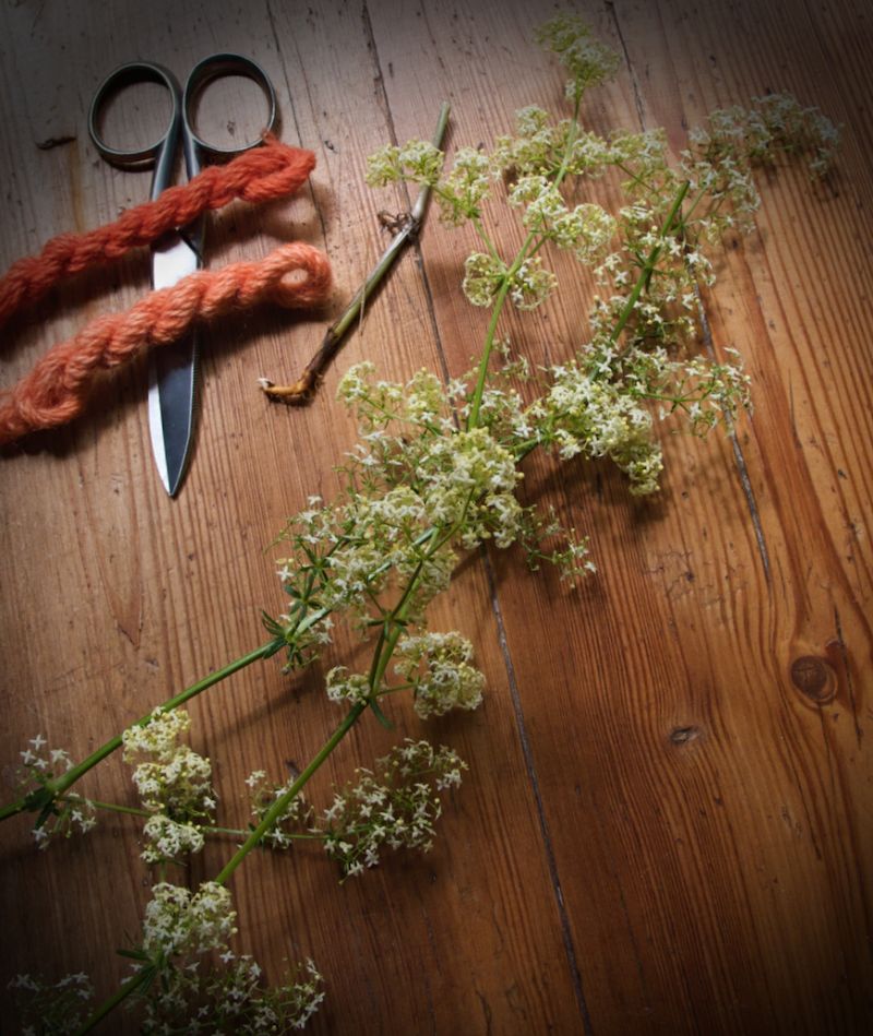 Using the roots of bedstraws for natural dyeing has been common knowledge, even though they yielded less bright red colours than common madder. Apart from dyer’s woodruff, that was also the case with northern bedstraw (Galium boreale) and, to an extent, yellow bedstraw (Galium verum), which were very common in dry meadows, on verges and edges of fields in the whole of the country—listed as numbers 10 and 11 in Plantæ Tinctoriæ in the image above. The abundant supply was significant in the circumstances, as collecting roots was laborious. Besides, considerably larger quantities were needed for the two “weaker dyestuffs” than when using common madder or Dyer’s woodruff. Illustrated here are the flowering creamy white northern bedstraw, picked in early July, its root and woollen yarn, dyed red from a first and second dye-bath, mordanted with alum. | Natural dyed wool with northern bedstraw (plant picked in July) Småland, Sweden, by the author of this essay. (Photo: The IK Foundation, London).