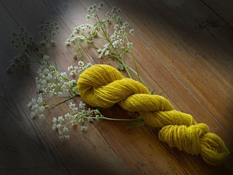 Natural dyeing of wool with birch leaves, cow parsley or flowers of yellow bedstraw produced hardy yellow colours and was described by Carl Linnaeus on several occasions. Here cow parsley with woollen yarn dyed using its flowers, stalks and leaves. (Private ownership). Photo: The IK Foundation.